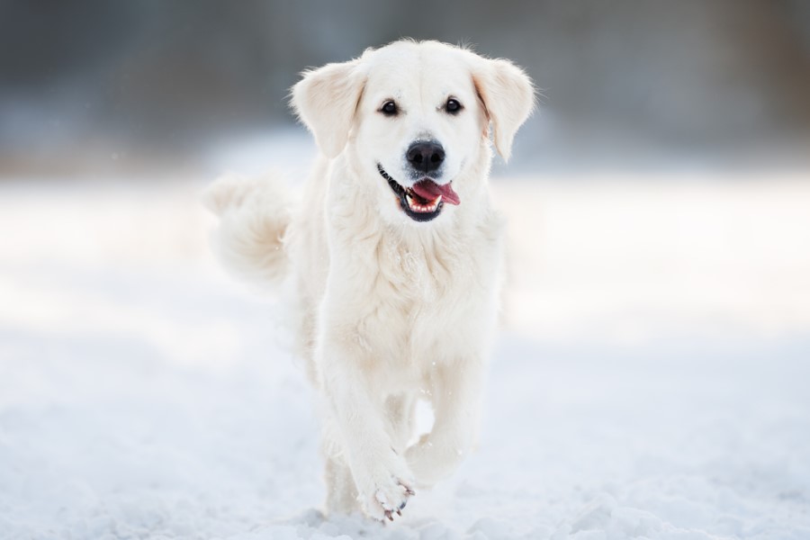 Seppic launches dedicated ingredient line for pet care