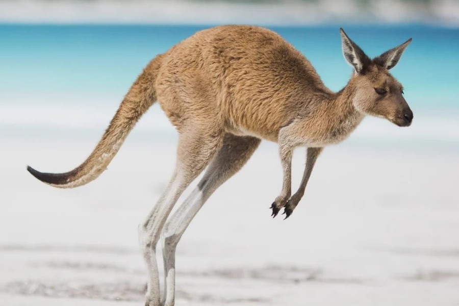 IFSCC opens call for Perth 36th Congress abstracts
